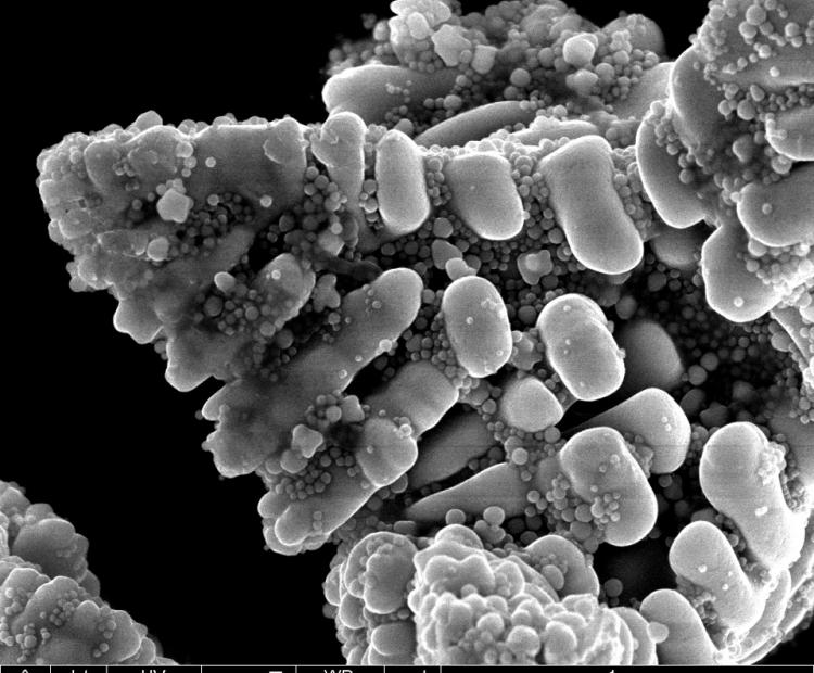 Analyses & Caractérisation